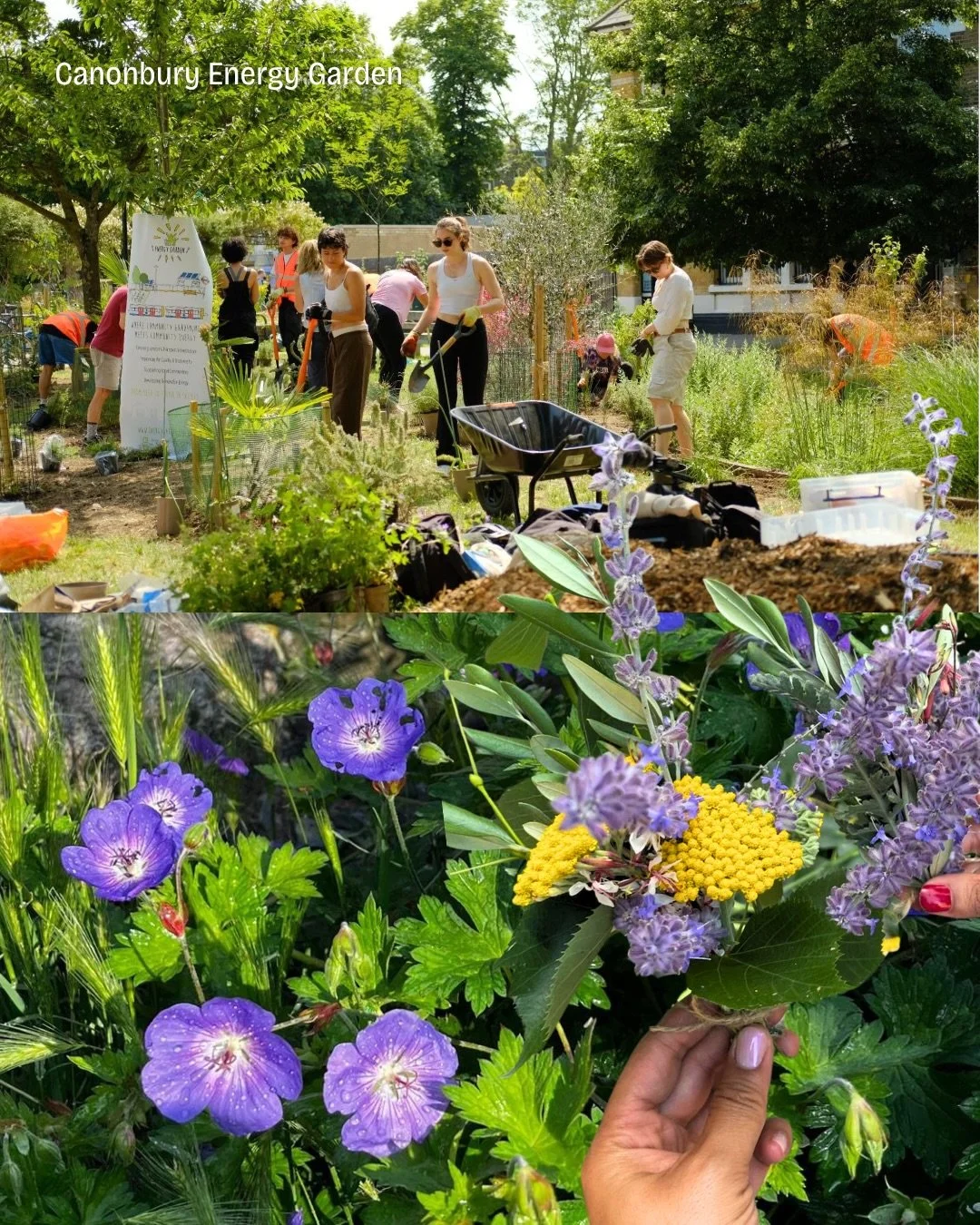 🪻 Canonbury Energy Garden expanded significantly in 2025 with the addition of a 140m&sup2; Mediterranean Grove, created in collaboration with Islington Council 🌱 Designed for full sun and dry conditions, the space now features drought-tolerant plan