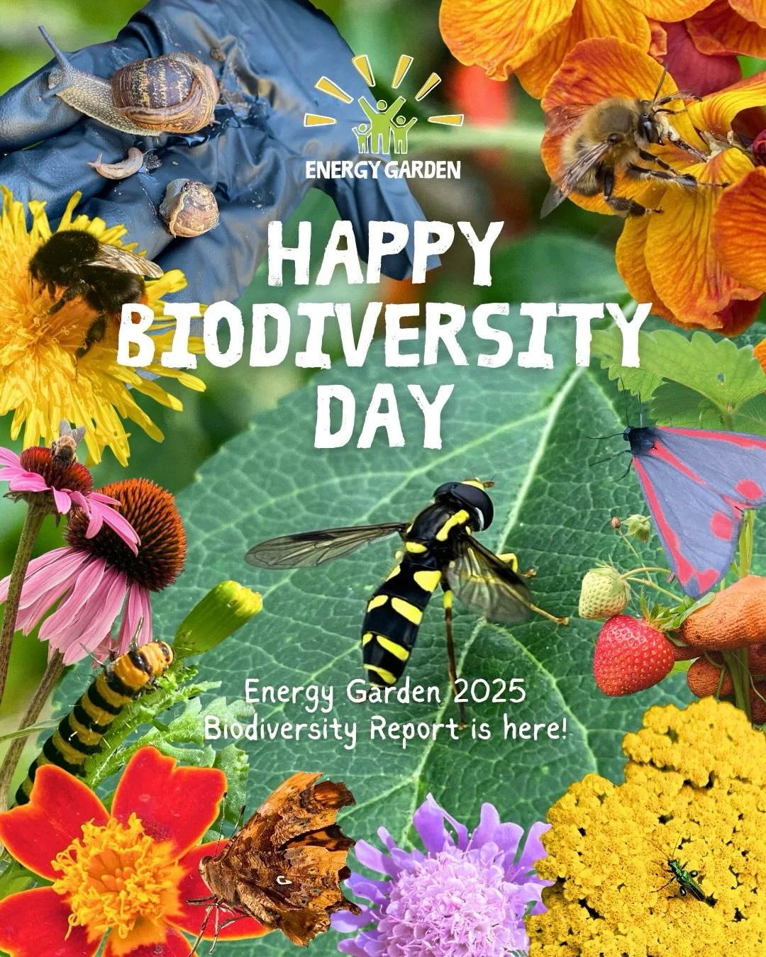 🌍 Happy International Day for Biological Diversity 🦋

Today we&rsquo;re sharing our 2025 Biodiversity Report, celebrating three years of community science and biodiversity growth across the network in London.

Behind these numbers are thousands of 