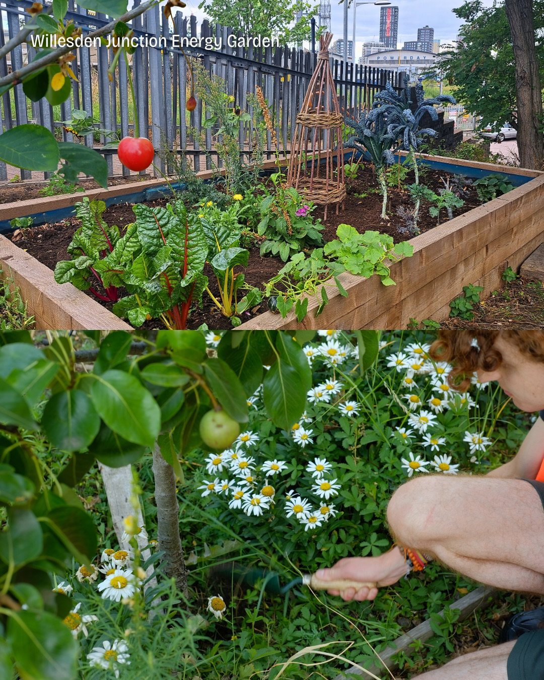 🌼 Willesden Junction Energy Garden spans multiple spaces inside and outside the station, anchored by the Mound; a large multi-use growing area just beyond the platforms

Built on an old WWII bunker, the Mound now hosts orchards, veg beds and wildlif