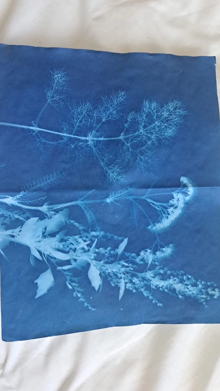 JuanPablo_Cyanotype1.JPG
