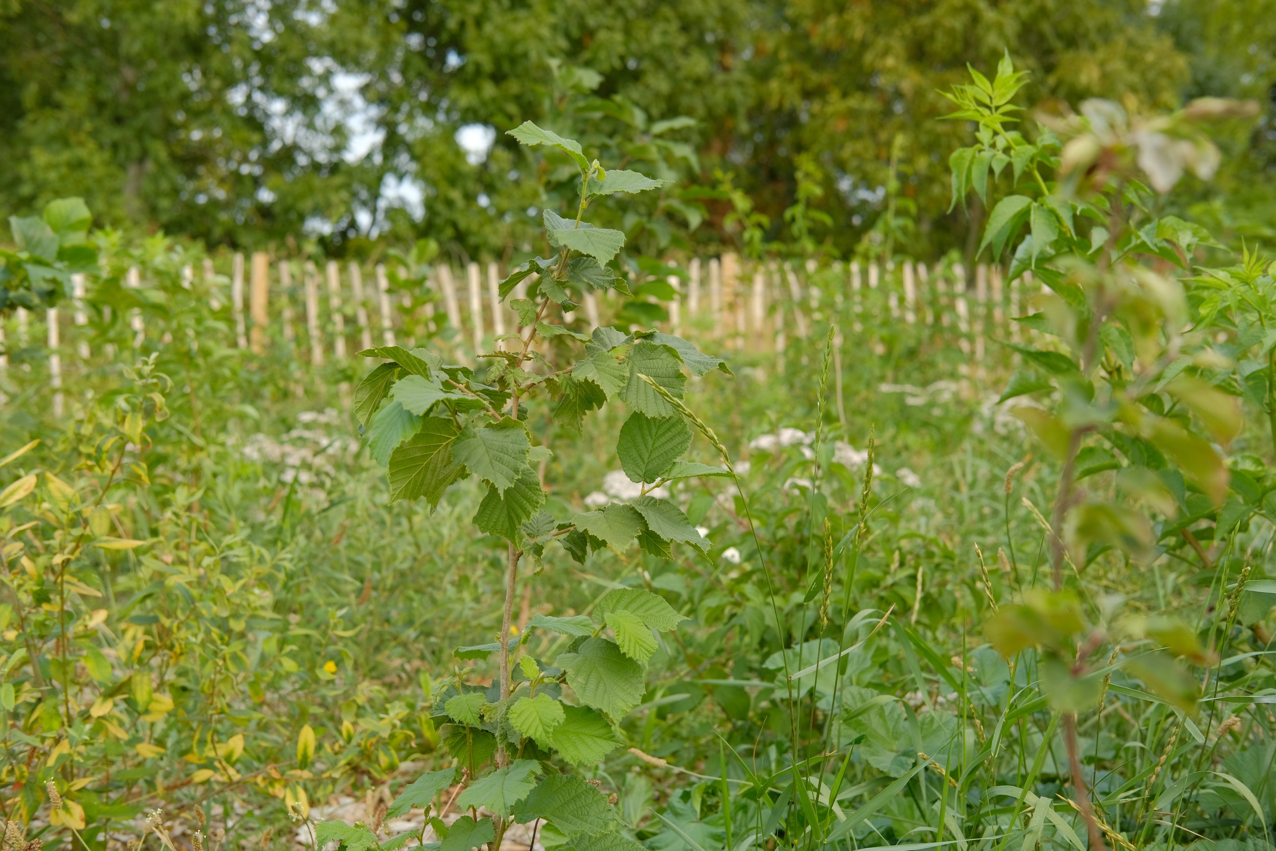 Green plants and trees in a garden with a wooden fence in the background.
