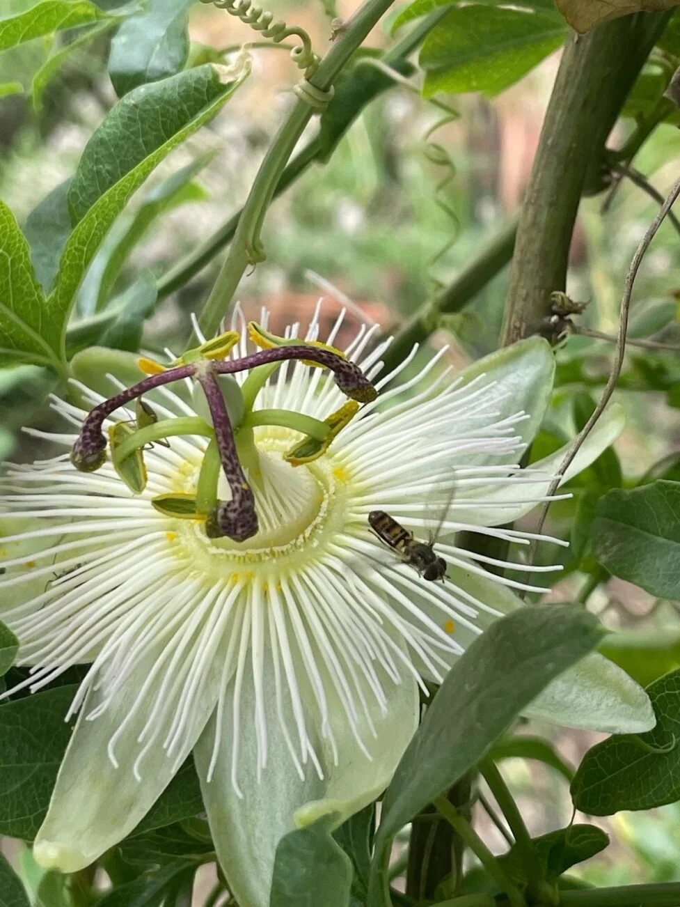 Finchley Central — Energy Garden