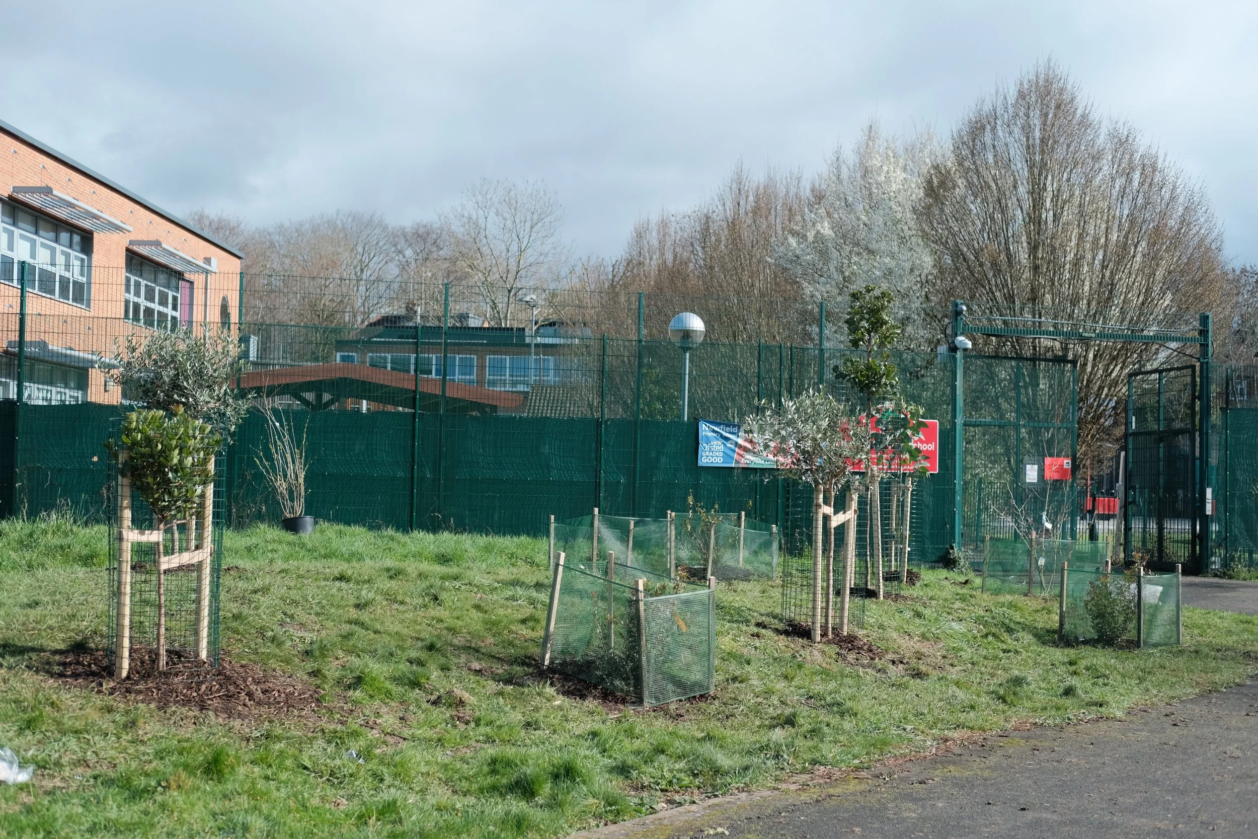 A school playground with young trees supported by wooden stakes, small fenced garden plots, and a tall fence with signs. There are leafless trees in the background and an overcast sky.