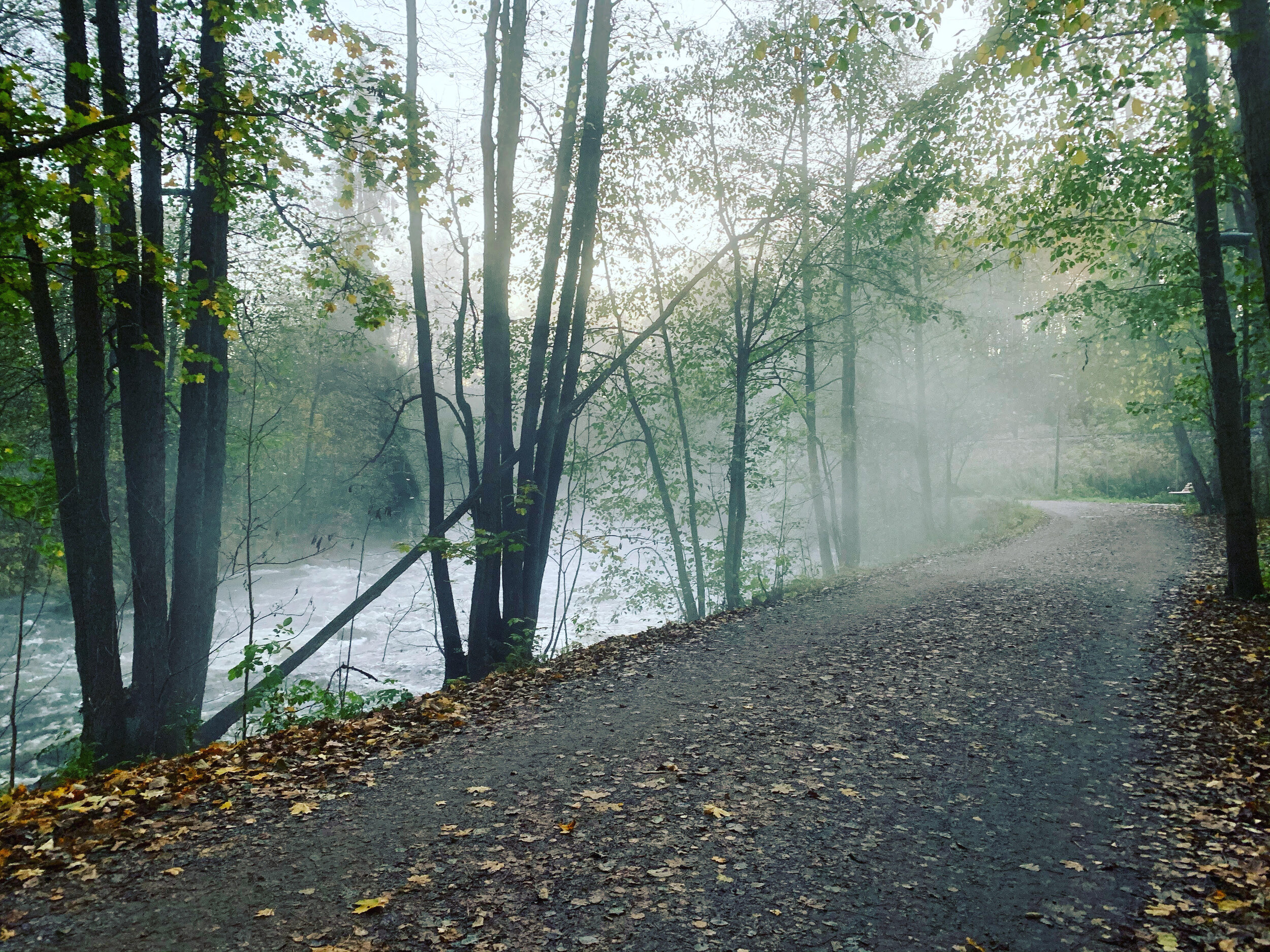 Skogens sang - Oslo Vokalensemble