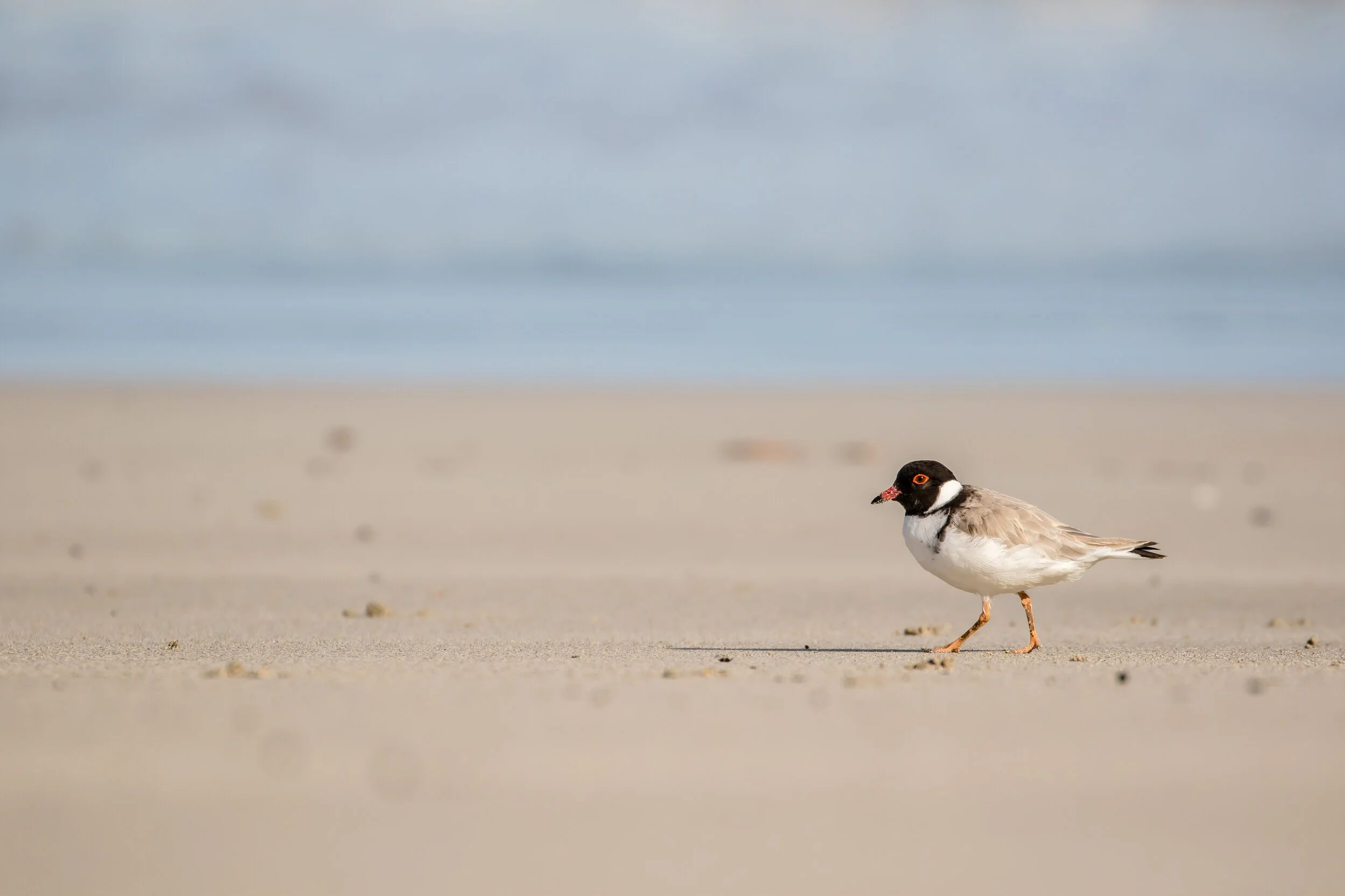 Australia-6655-2.jpg
