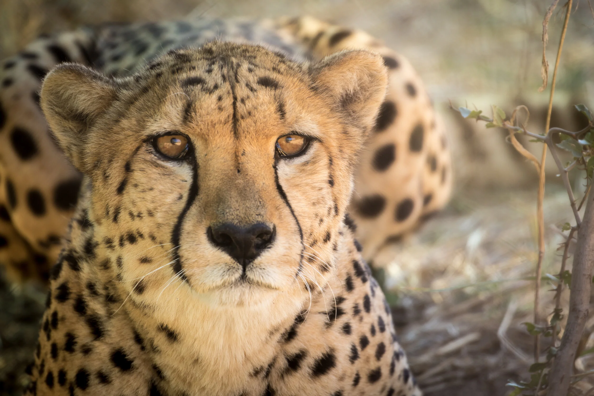Namibia-9036.jpg