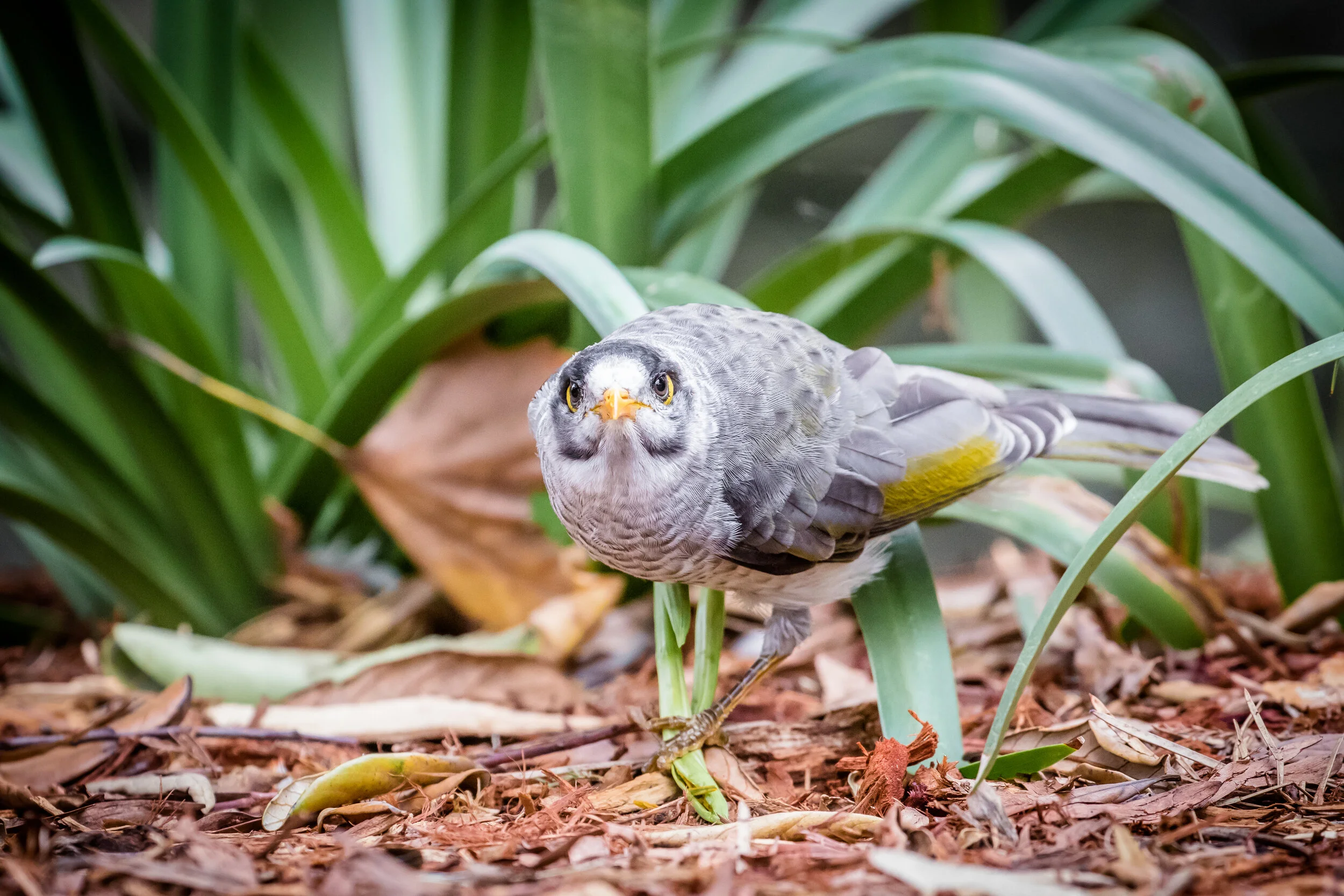Australia-5476.jpg