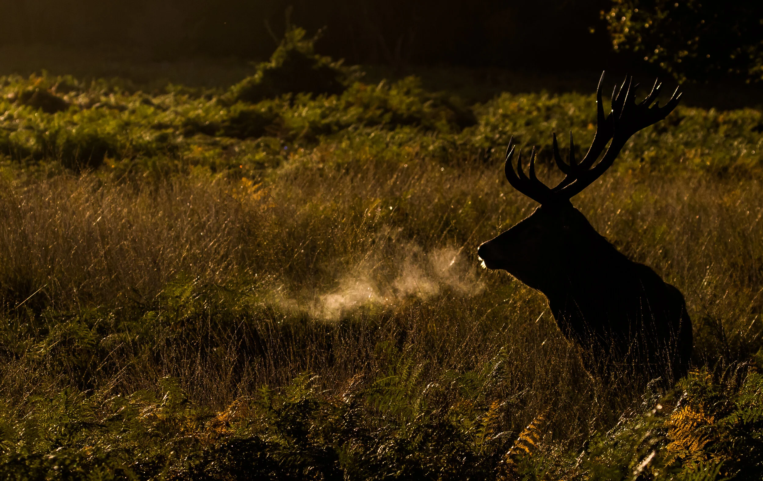 Richmond Park-3227-3.jpg
