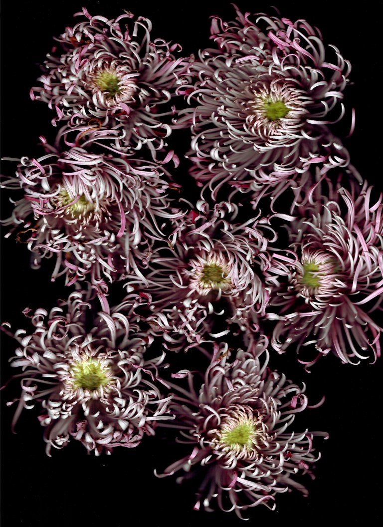 chrysanten (Medium).jpg