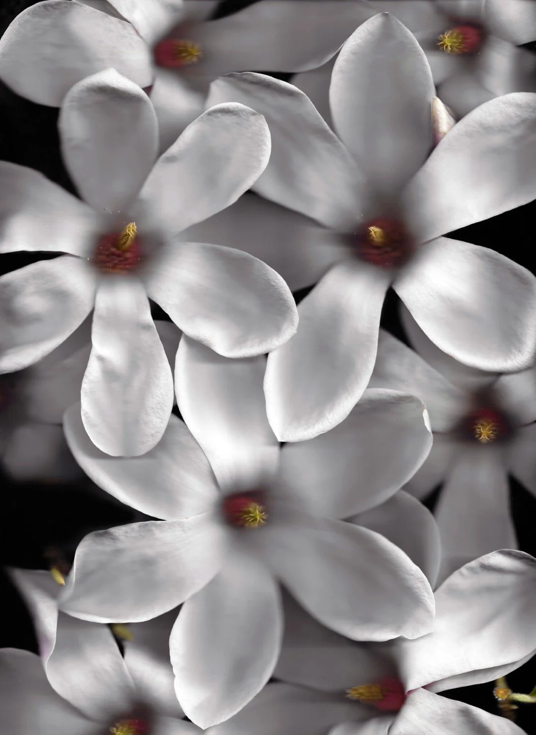 magnolia (Large).jpg