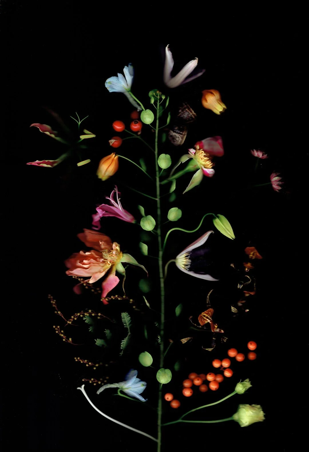 riekbloem (Large).jpg