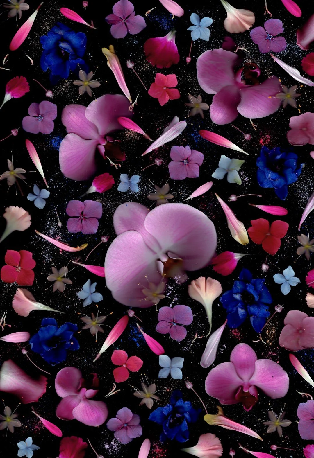 daniqueblauwpoeder (Large).jpg