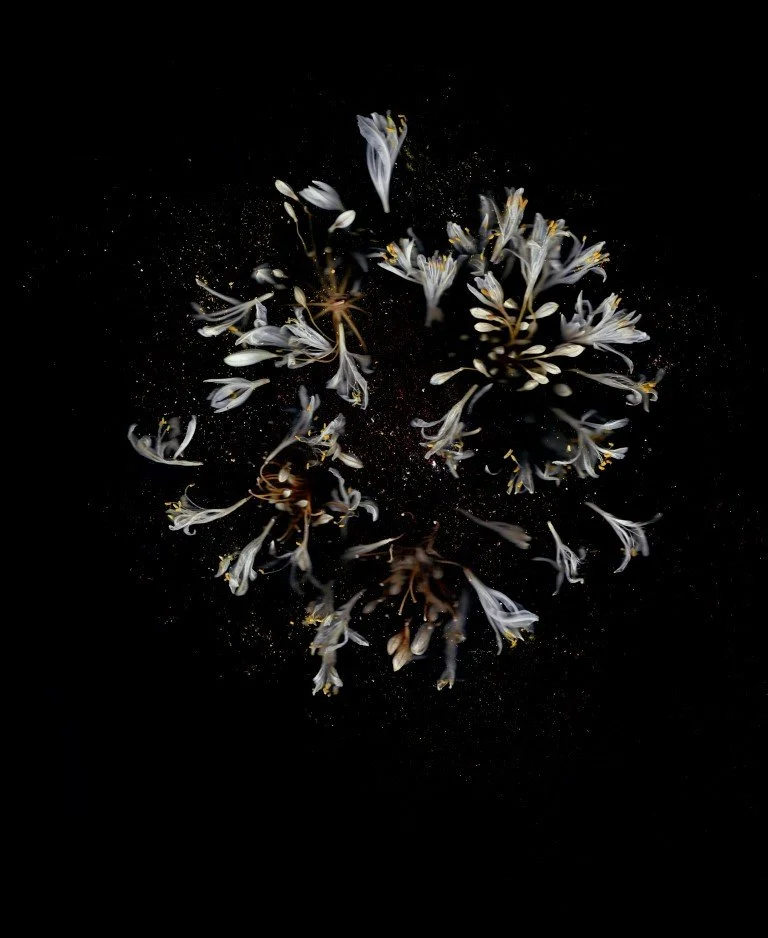 indroogagapanthuspoeder (Medium).jpg