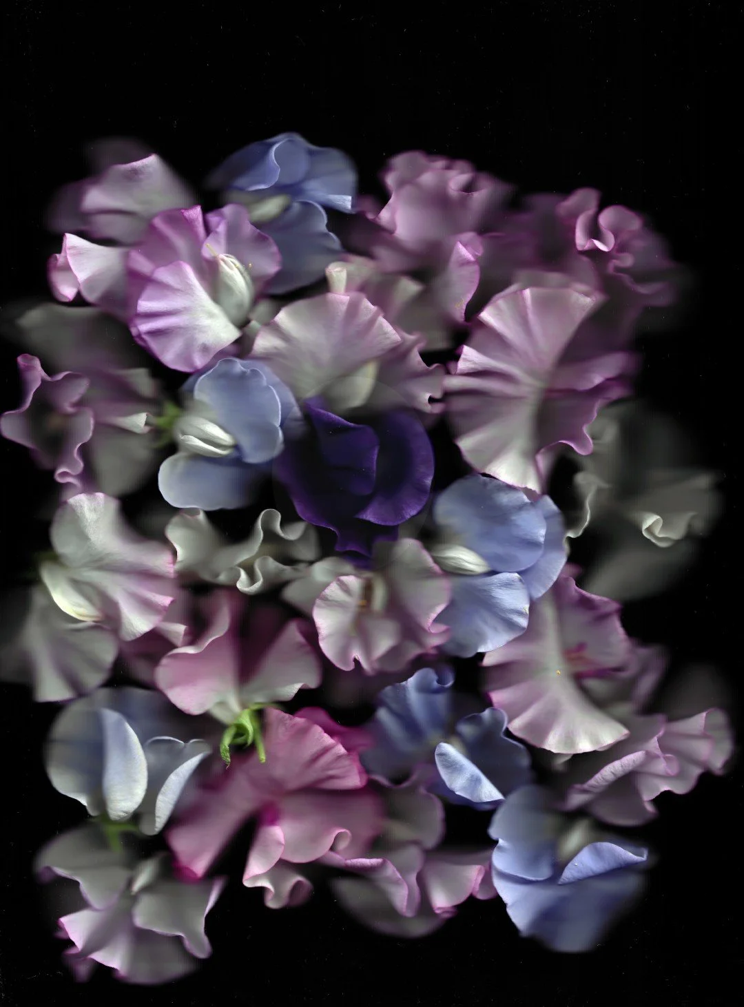 inelathyrus (Large).jpg