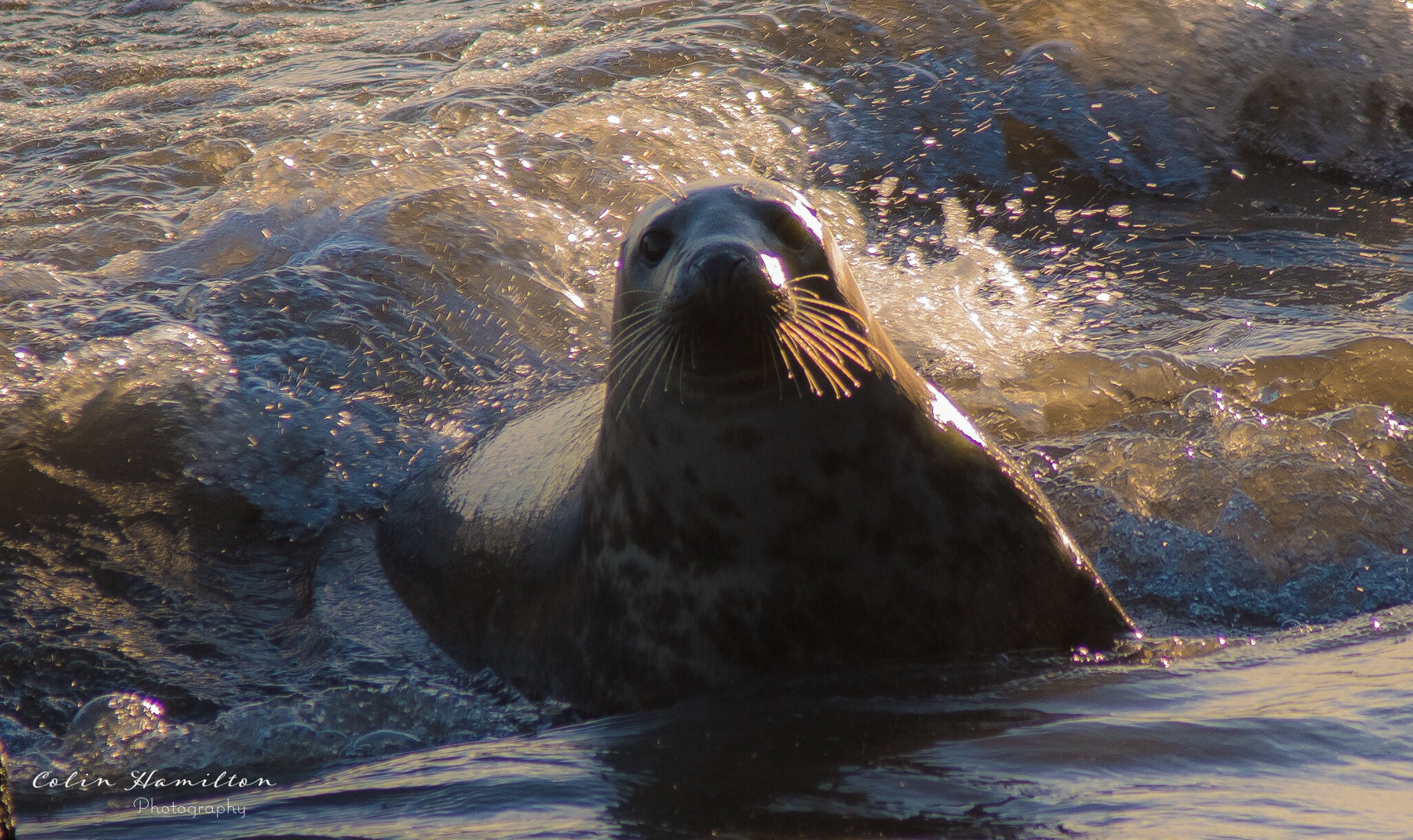 Seals Skin