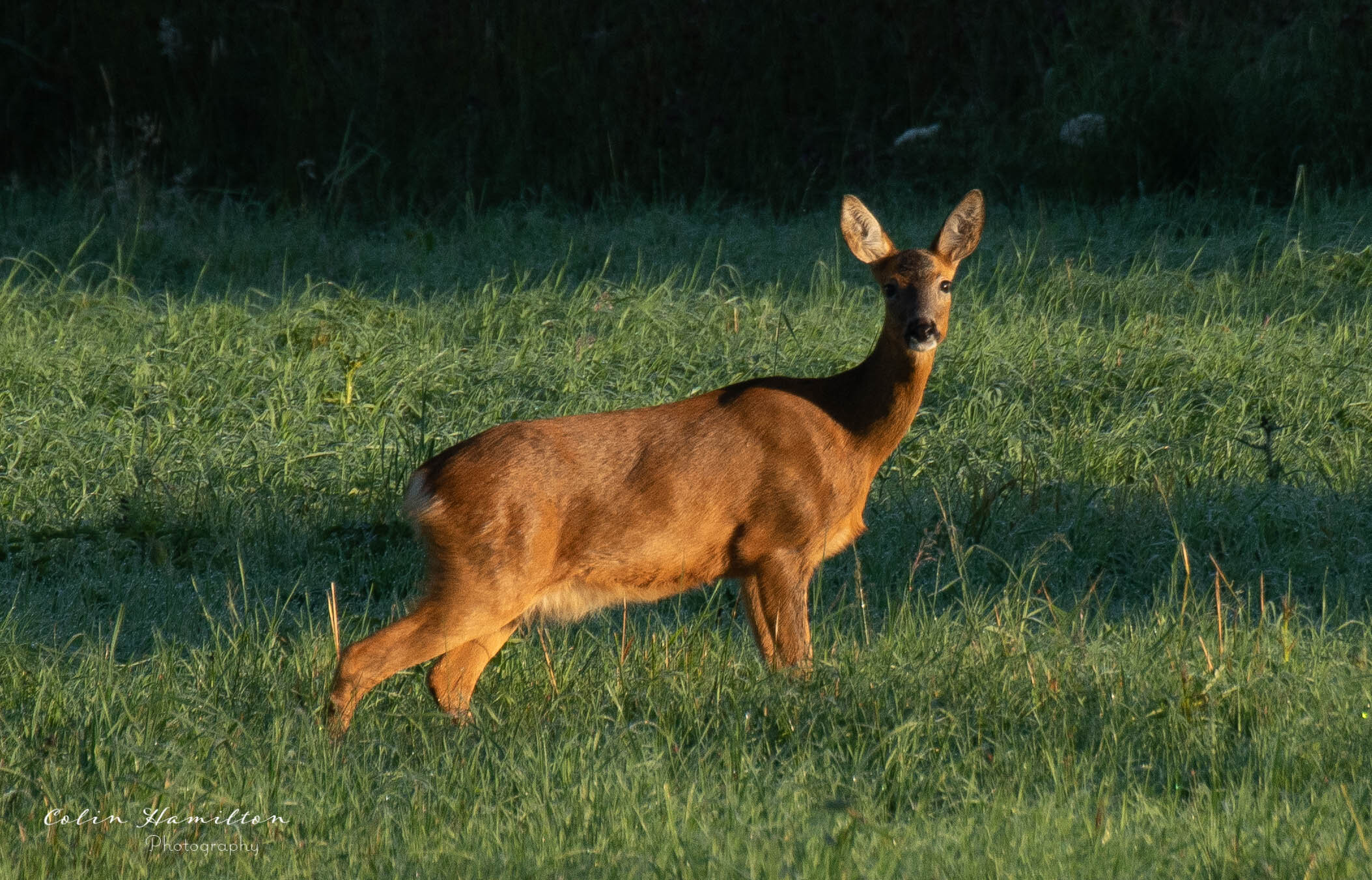 Roe Deer - West Carr Lane