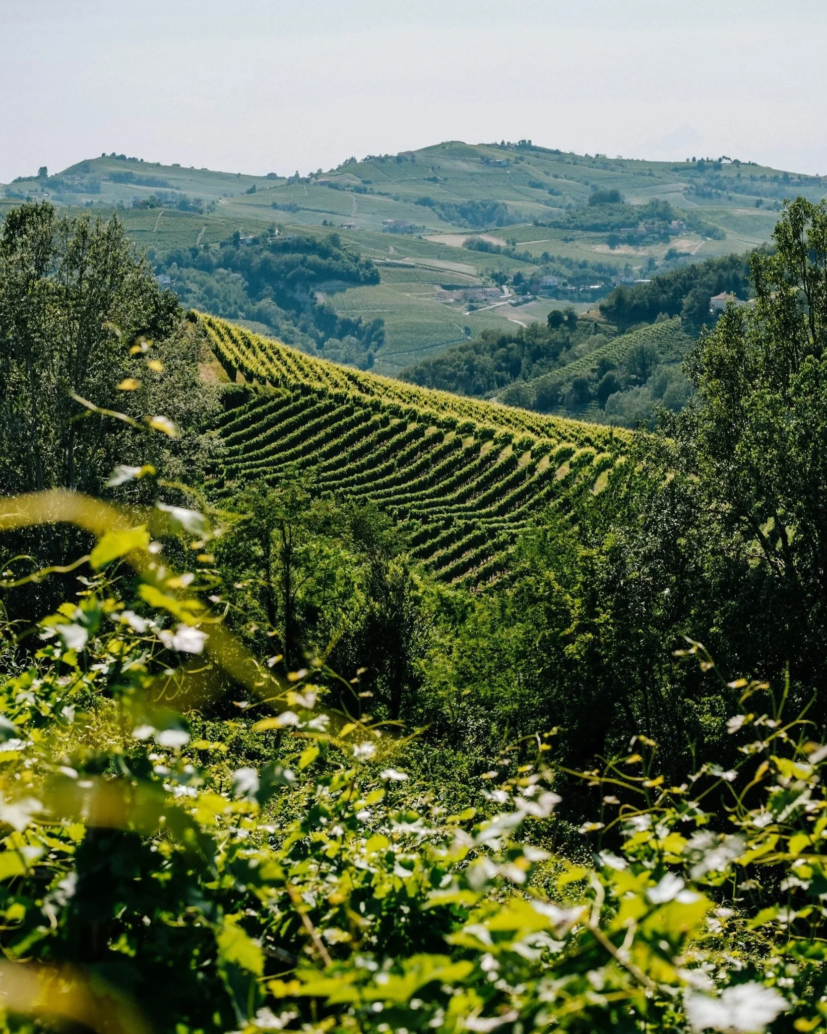 Wine country Piemonte
