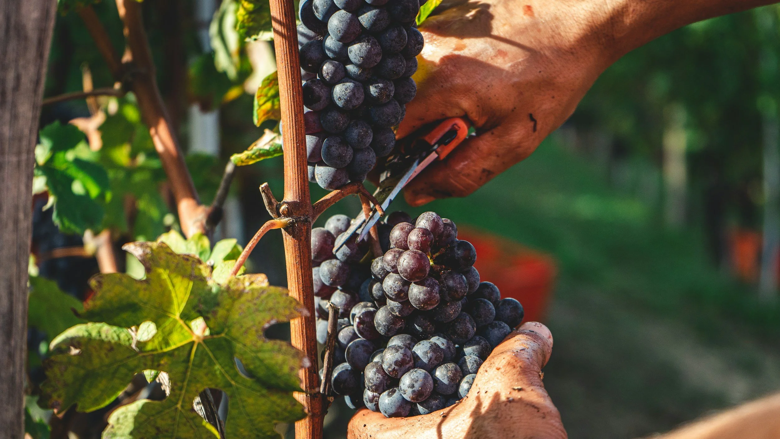 Close-up of a person's hands harvesting purple grapes from a vine in sunlight, with green leaves and a blurred vineyard background.