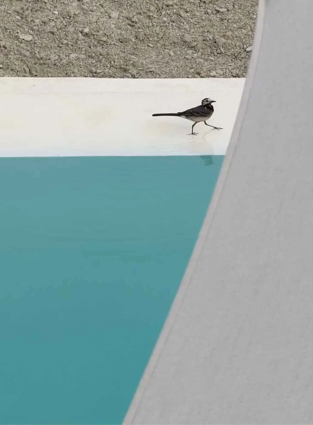 A small bird walking on the edge of a pool with blue water, a white ledge, and a gray concrete background.