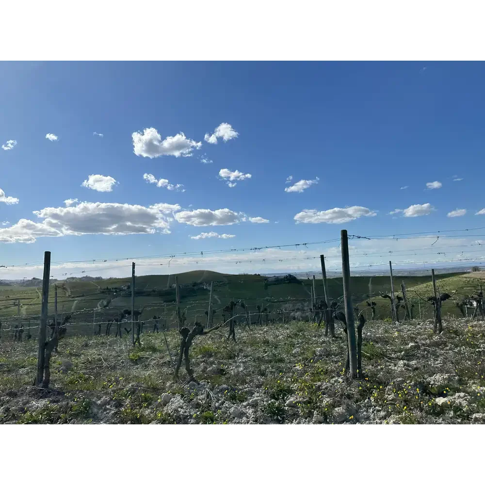 WineFields - easter 2026