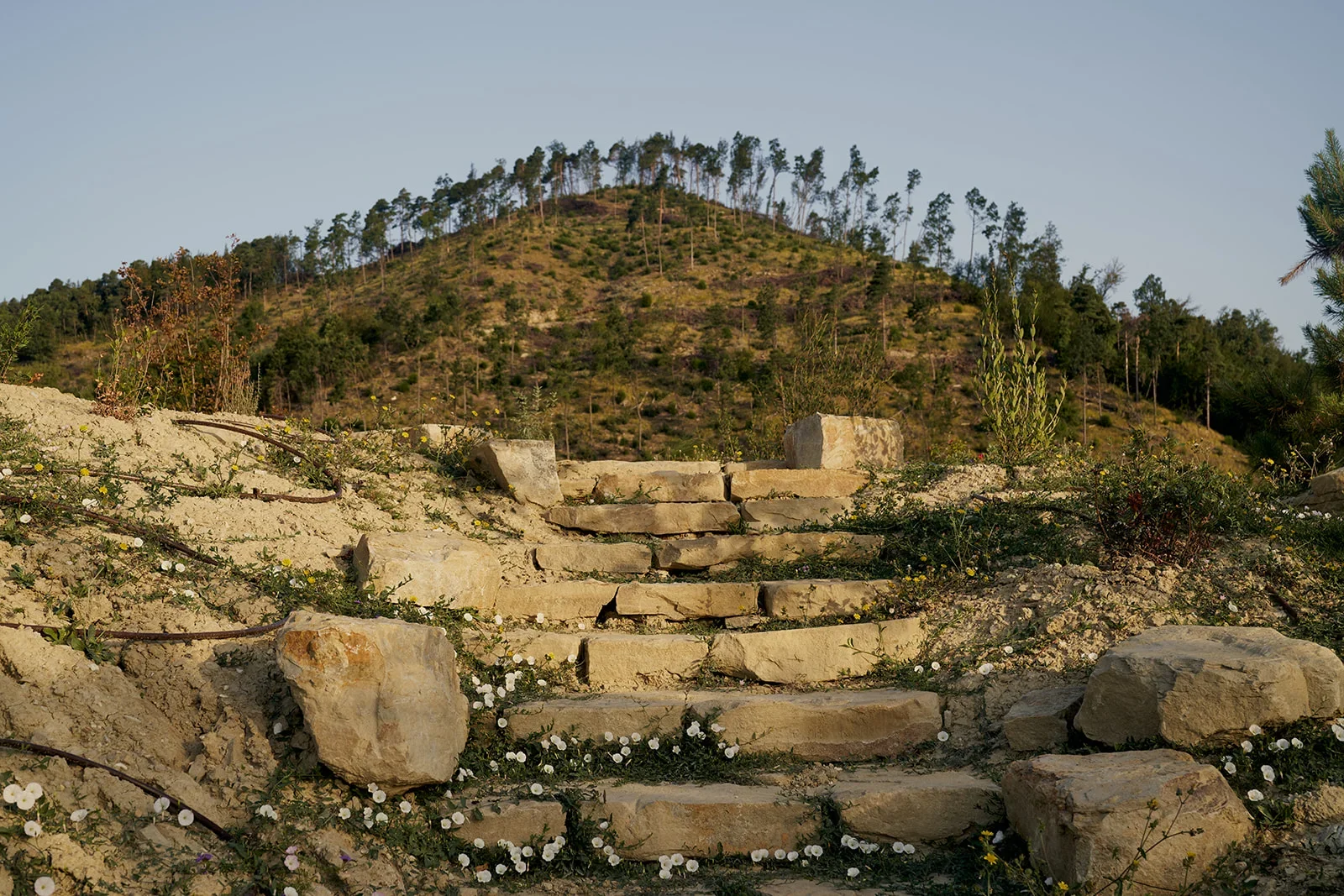 Stone steps leading up a dirt slope with sparse vegetation, white flowers, and large rocks, against a hillside with trees and a clear sky.