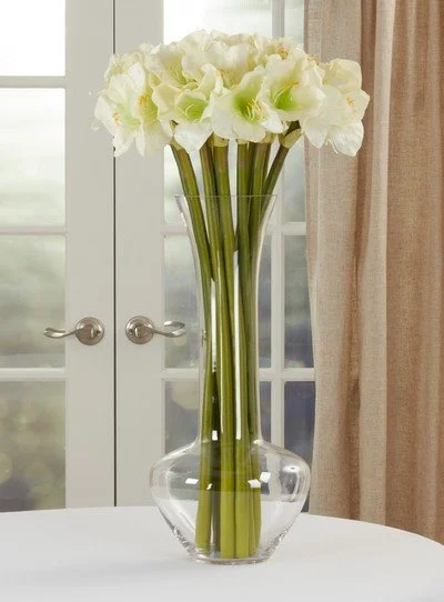 Amariyllis White.jpeg