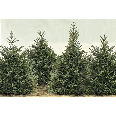 Fir Tree Paper Placemats.jpeg