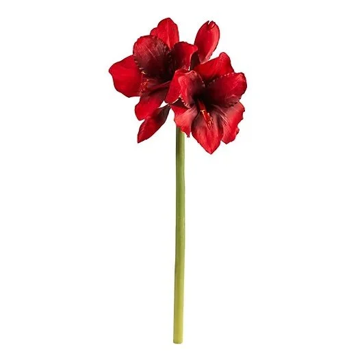 Crimson Red Amaryllis Stem