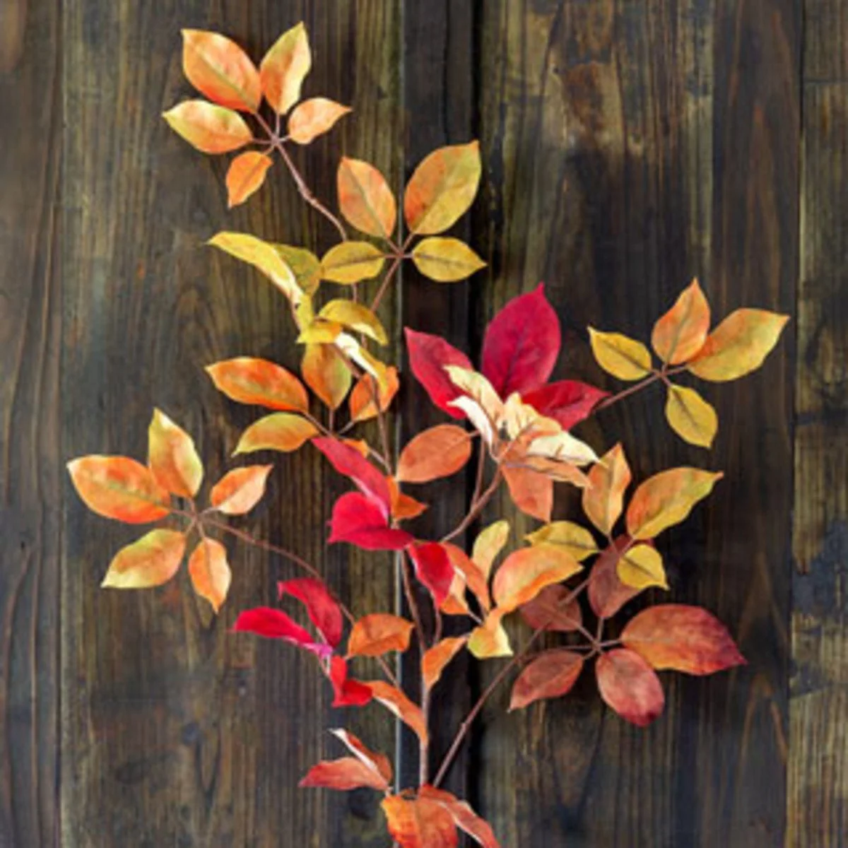 Virginia Creeper Stem.jpeg