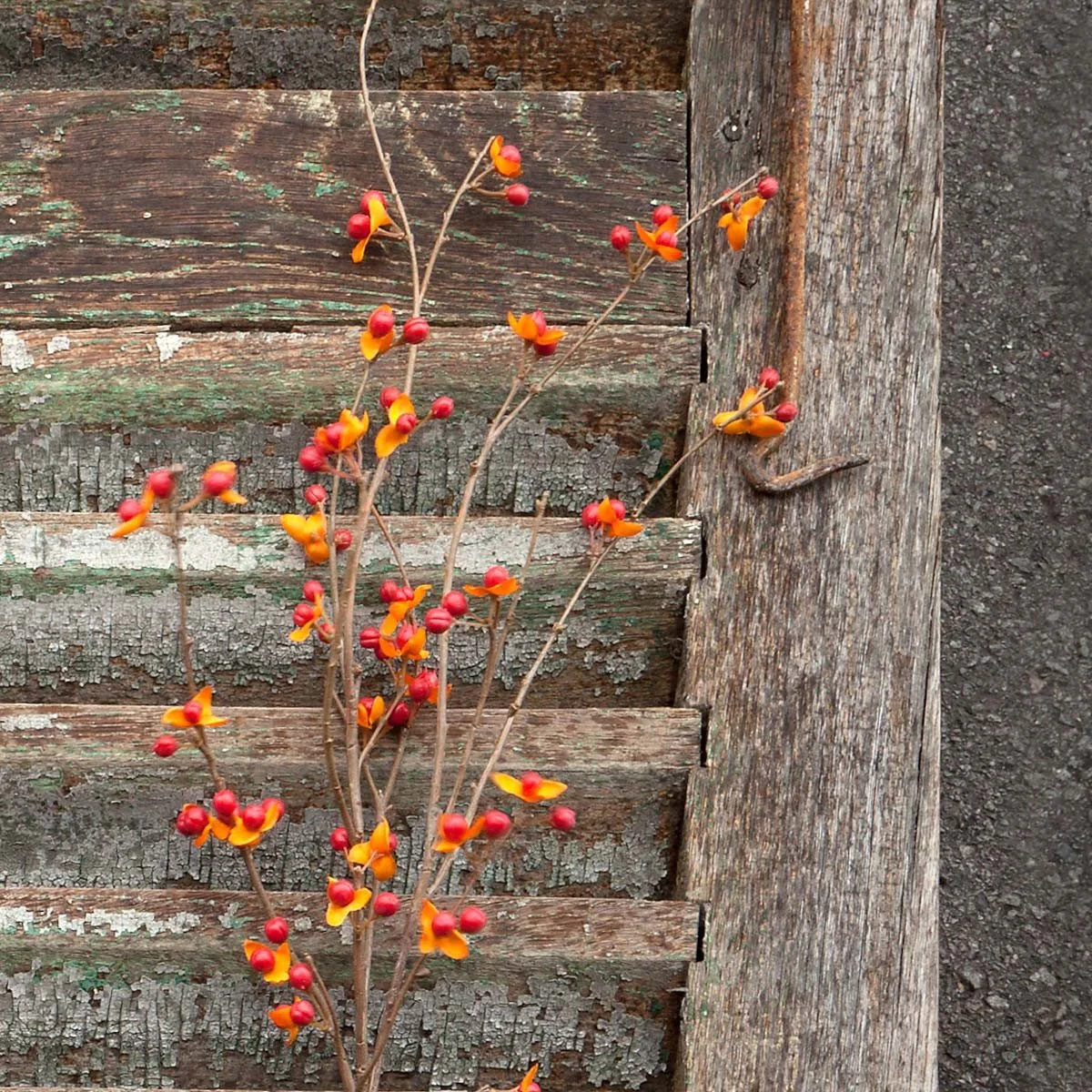 Bitterswet Stem.jpeg