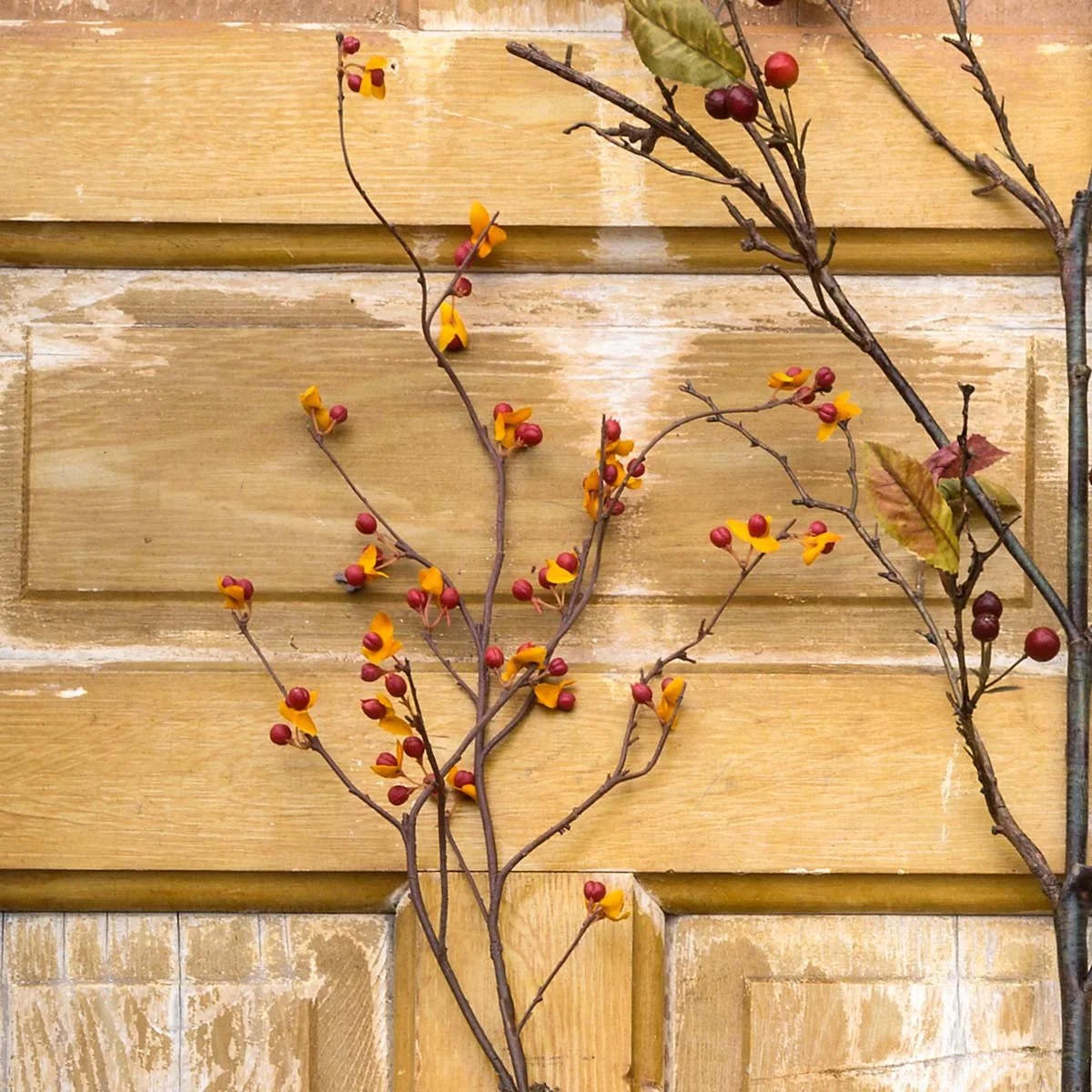 Bittersweet Stm2.jpeg