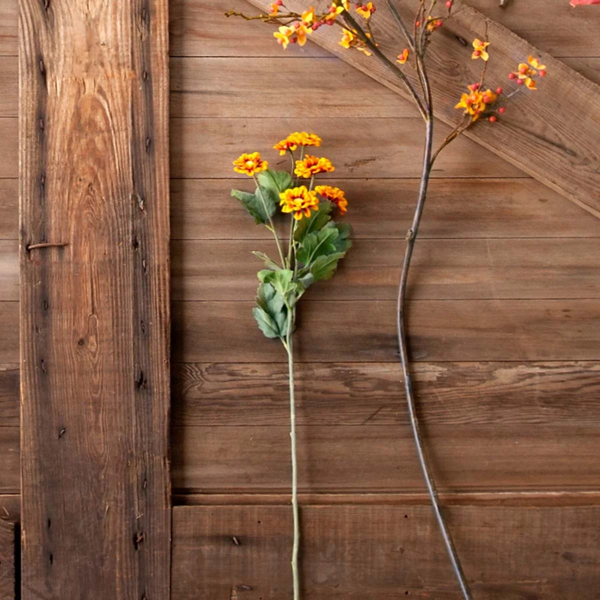 Chrysanthemum Stem2.jpeg
