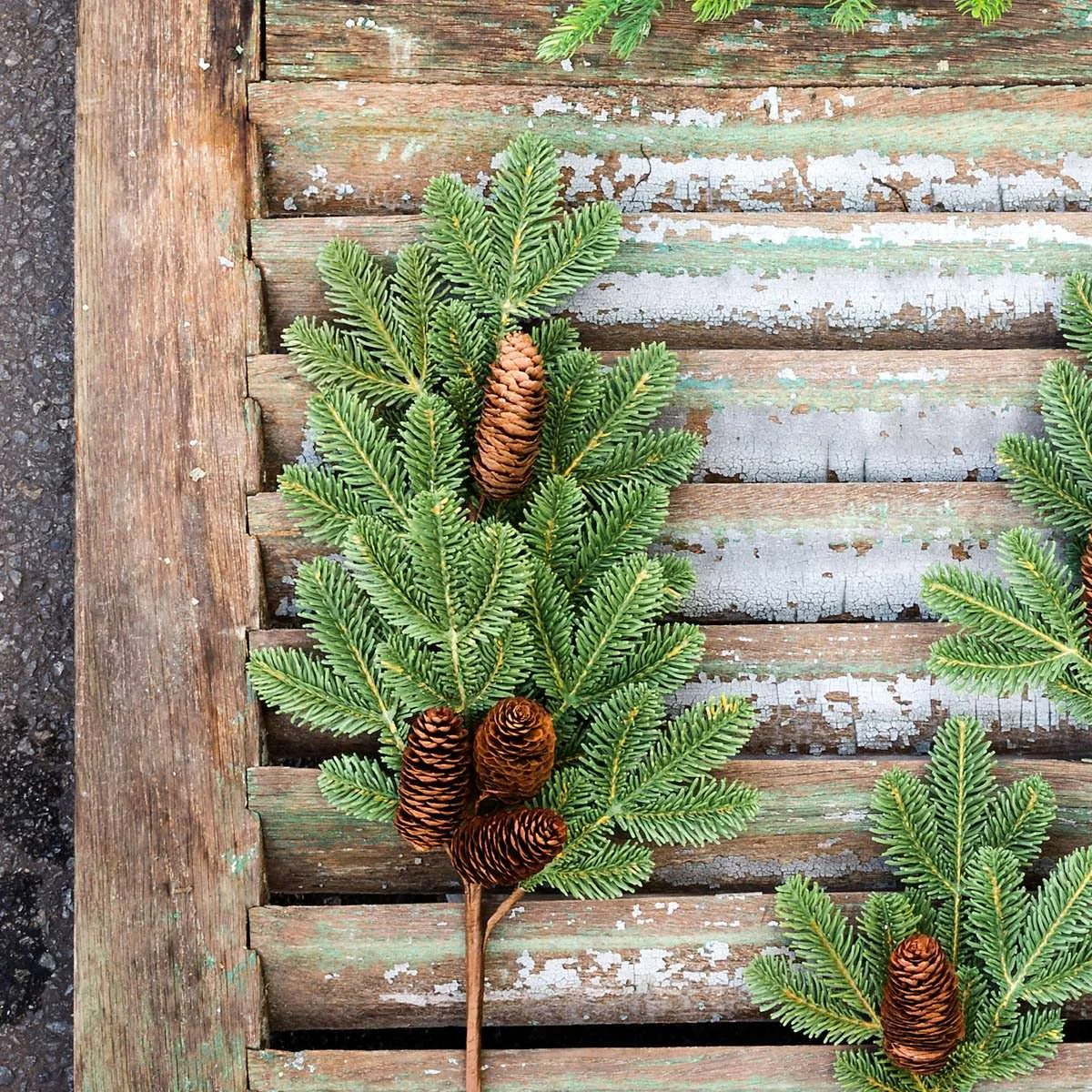 Forest Fir Branch.jpeg