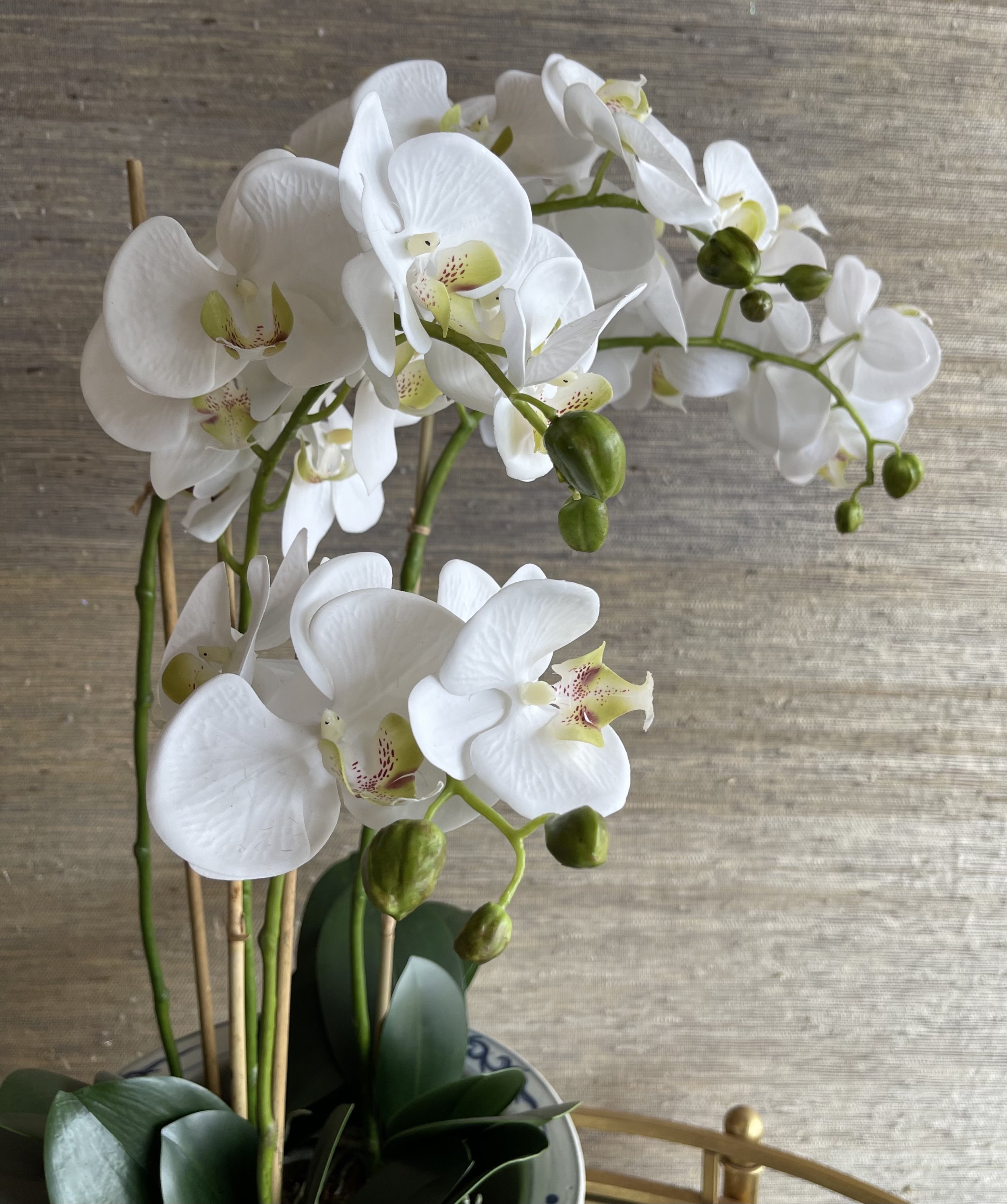 Orchid Cloe Up.jpg