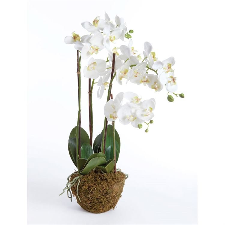 Orchid 4 Stem 30%22.jpg