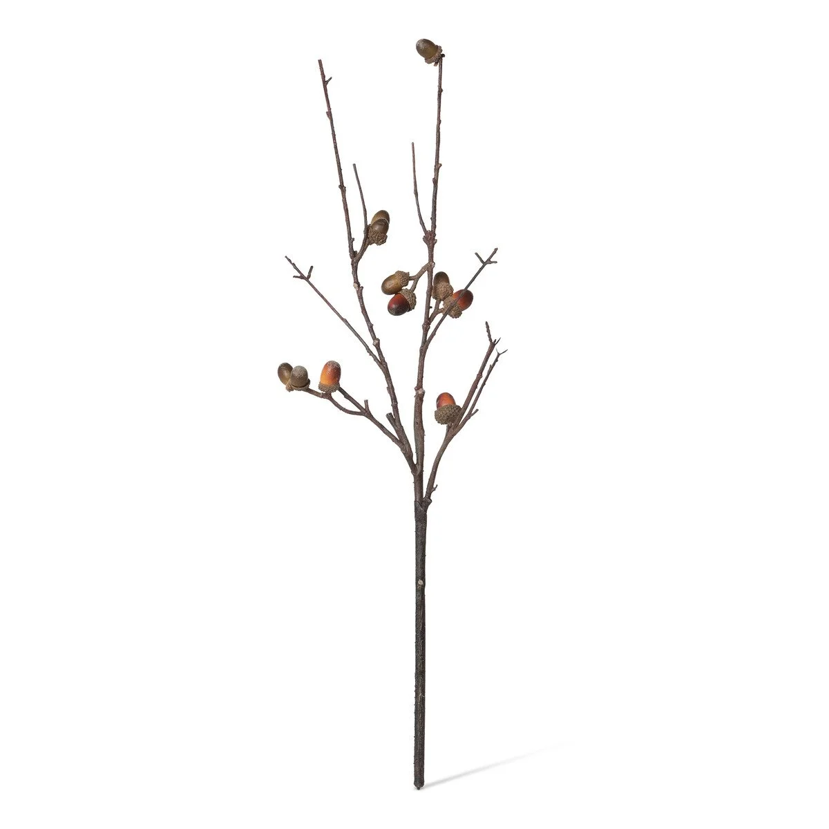 Acorn Branch.jpeg
