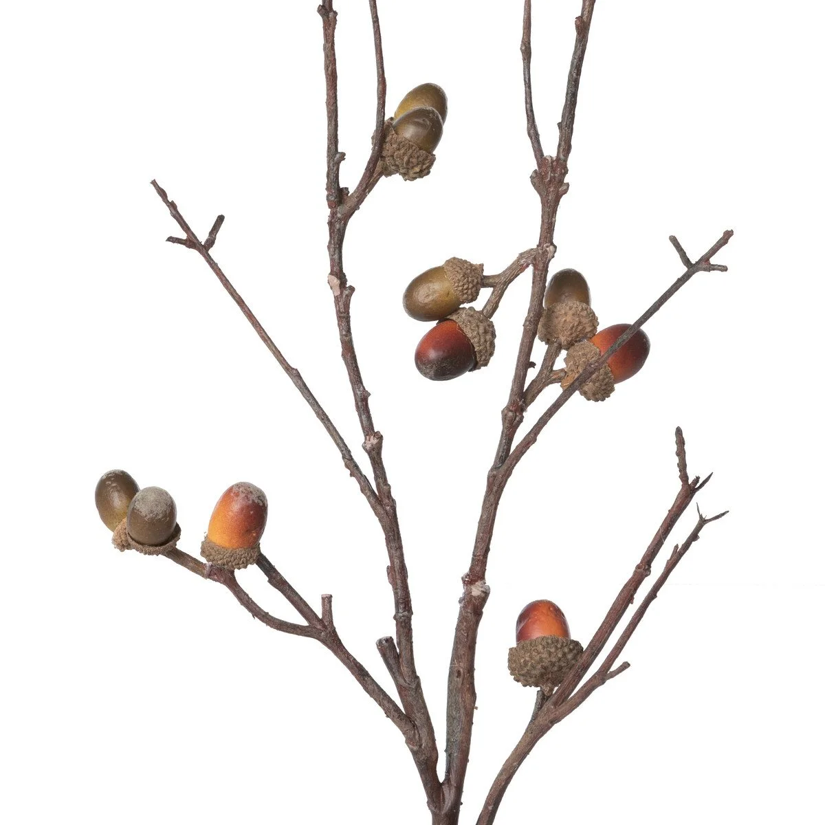 Acorn Branch2.jpeg