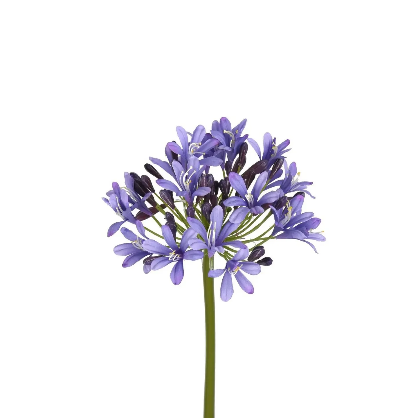 Agapanthus Stem Purple