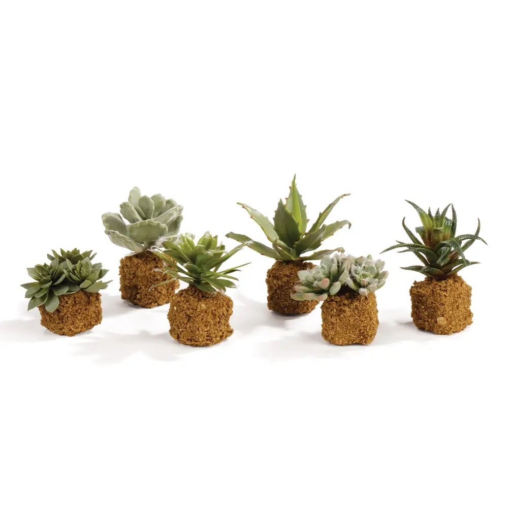 Succulent Drop-Ins.jpeg