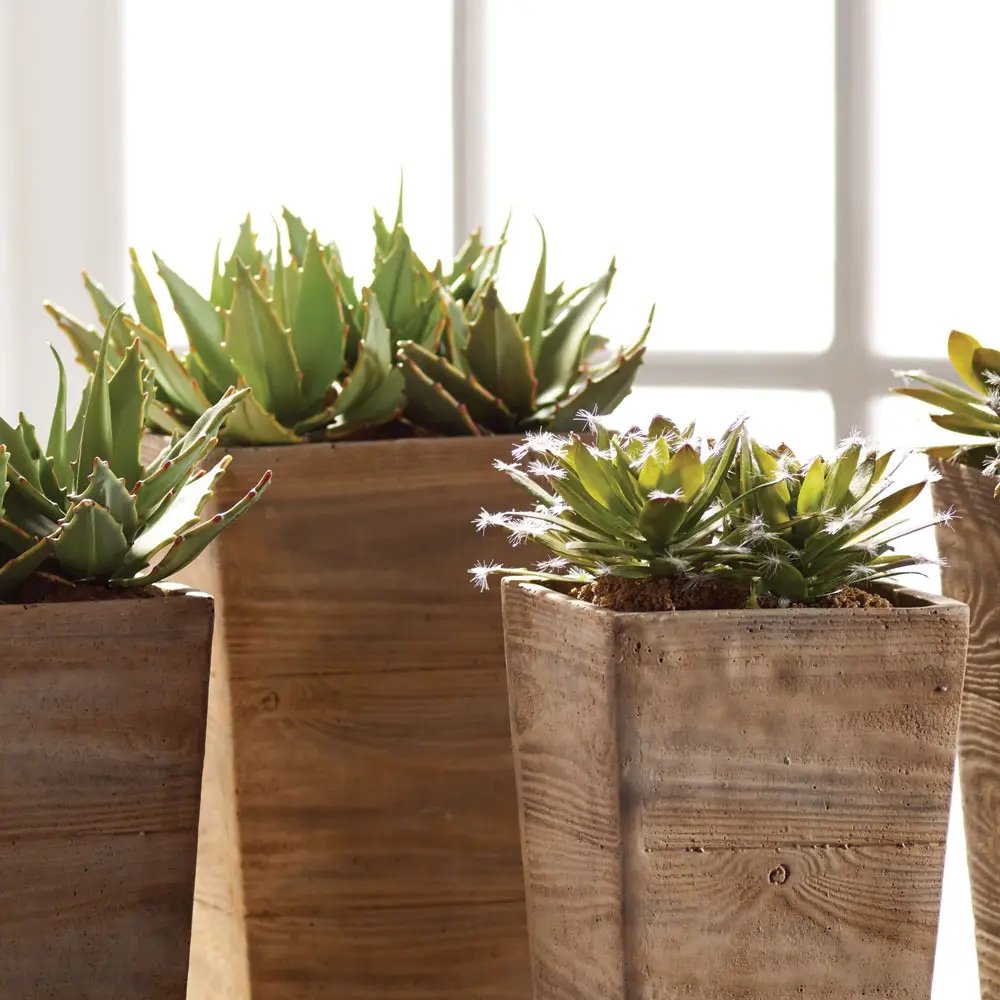 Succulent Drop-Ins2.jpeg