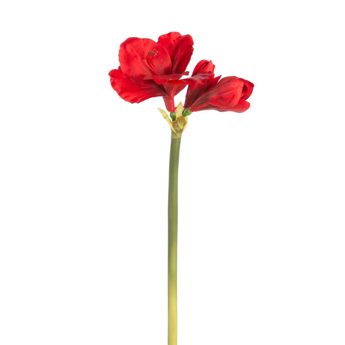 Amaryllis Stem.jpeg