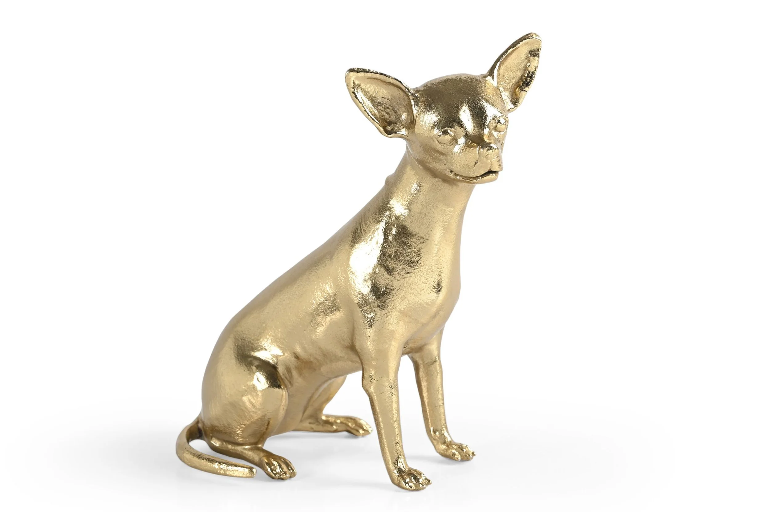 Goldie Chihuahua.jpg