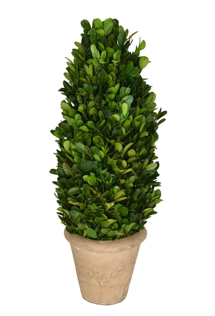 Preserved Boxwood Topiary, Cone 16"