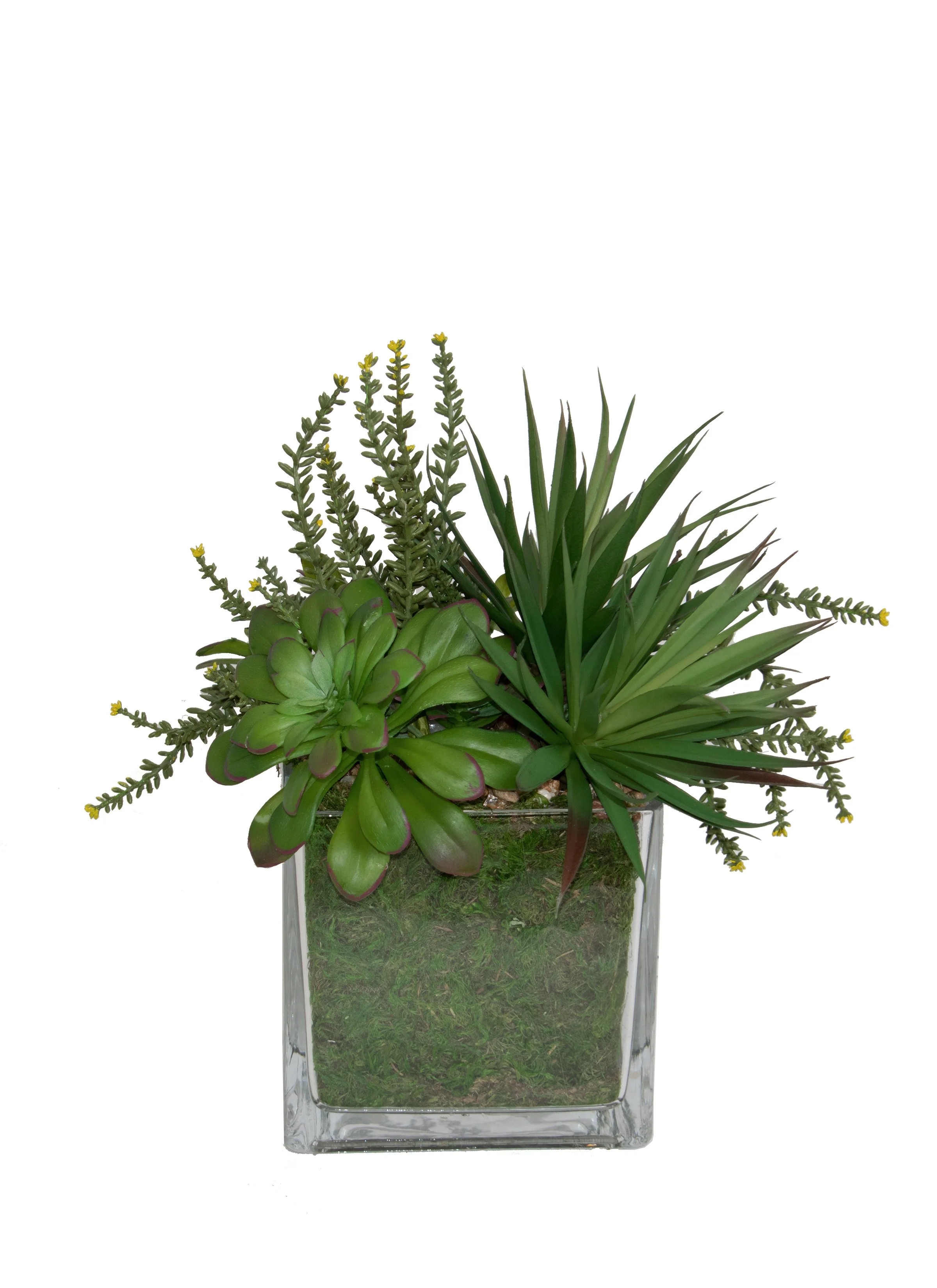 Succulent Aloe Sedum.jpg