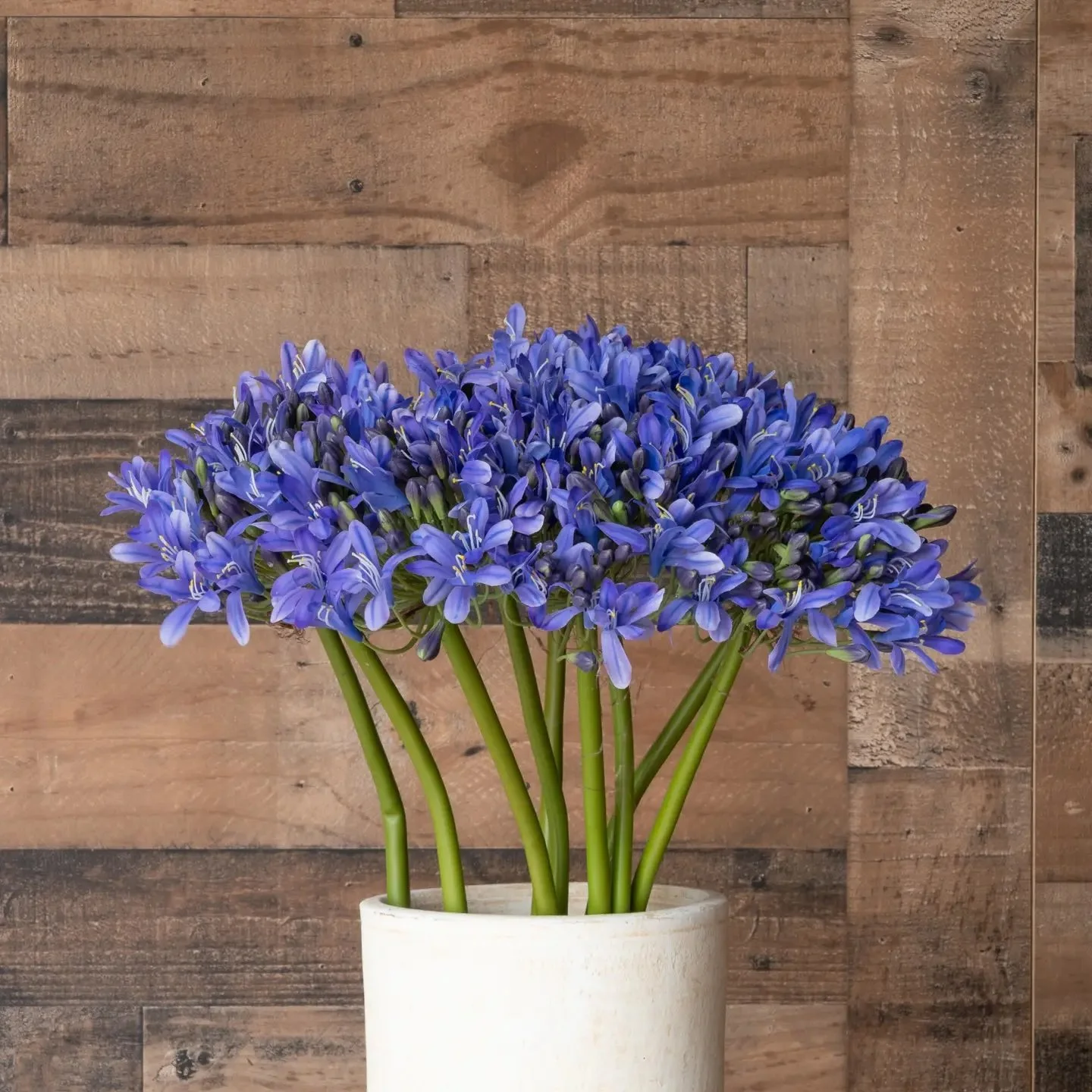 Agapanthus Purple 27" 2.jpeg