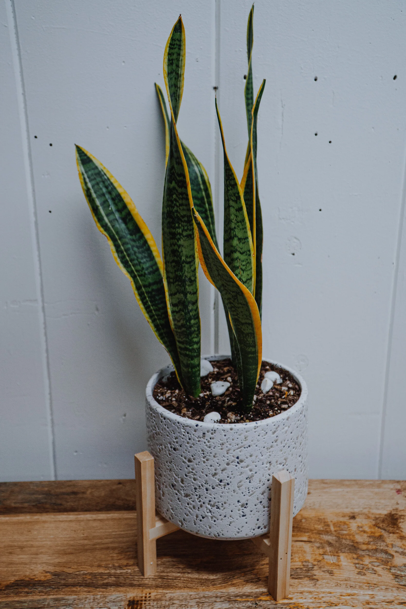 Speckled Pot Snake Plant