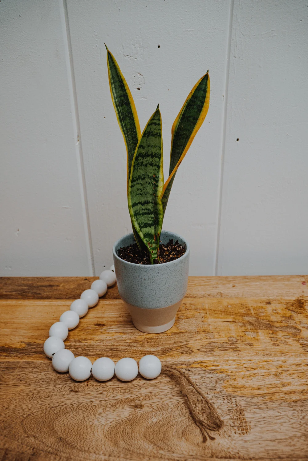 Baby Blue Snake plant  Brier Rose Design