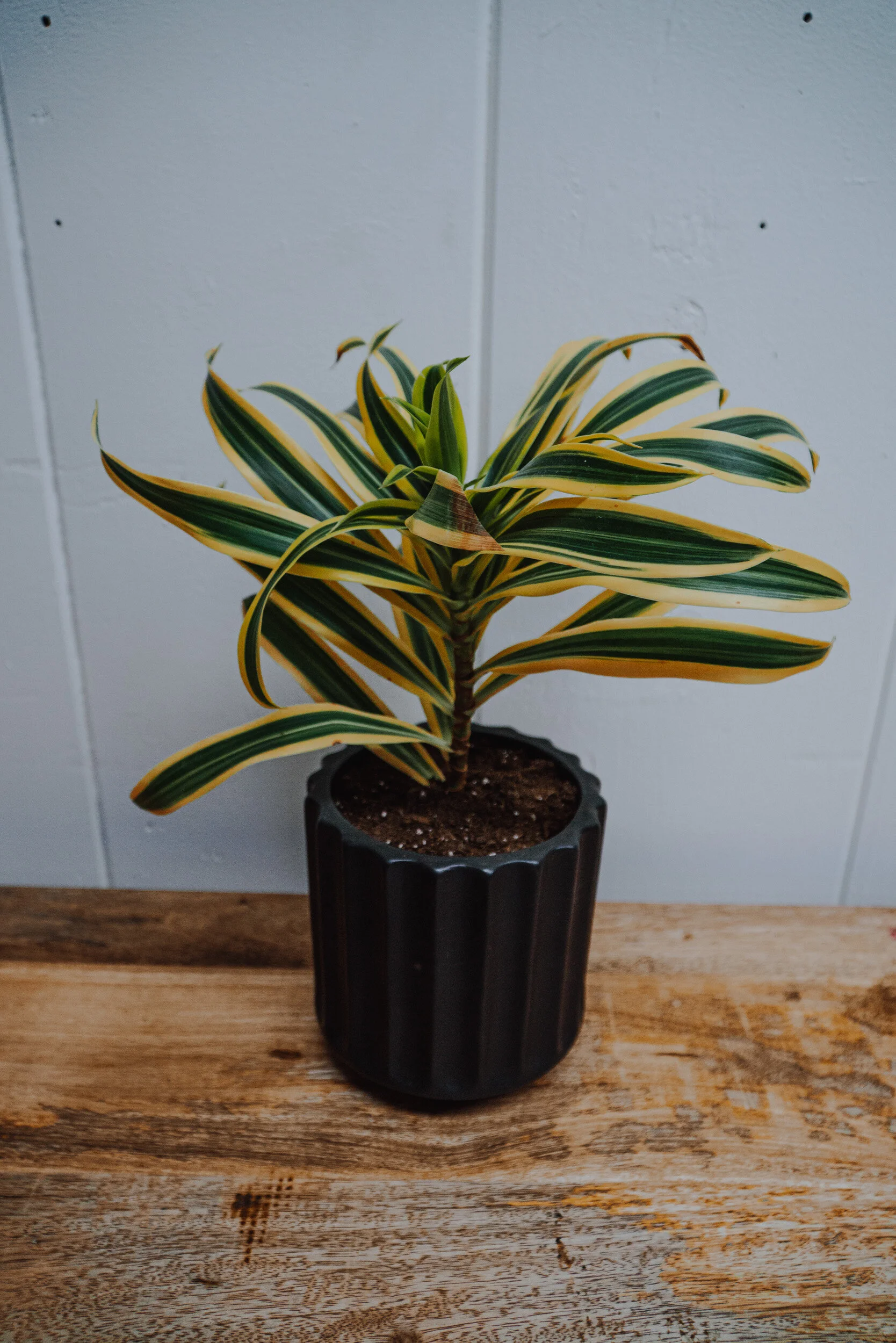 Dracaena in Black Ridged Pot
