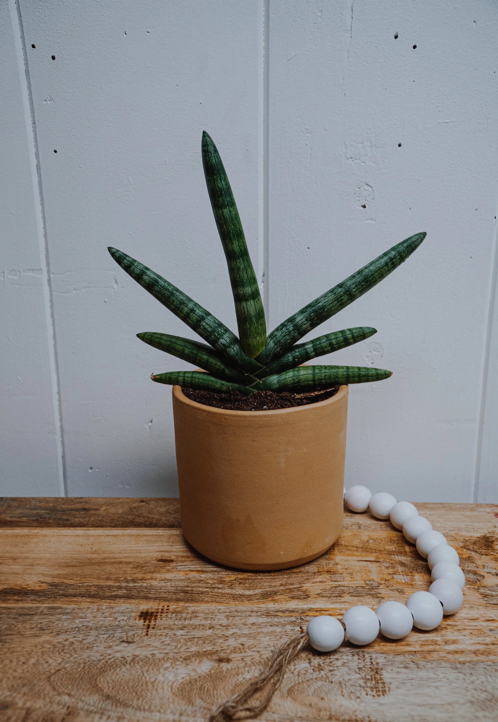 Starfish Sansevieria