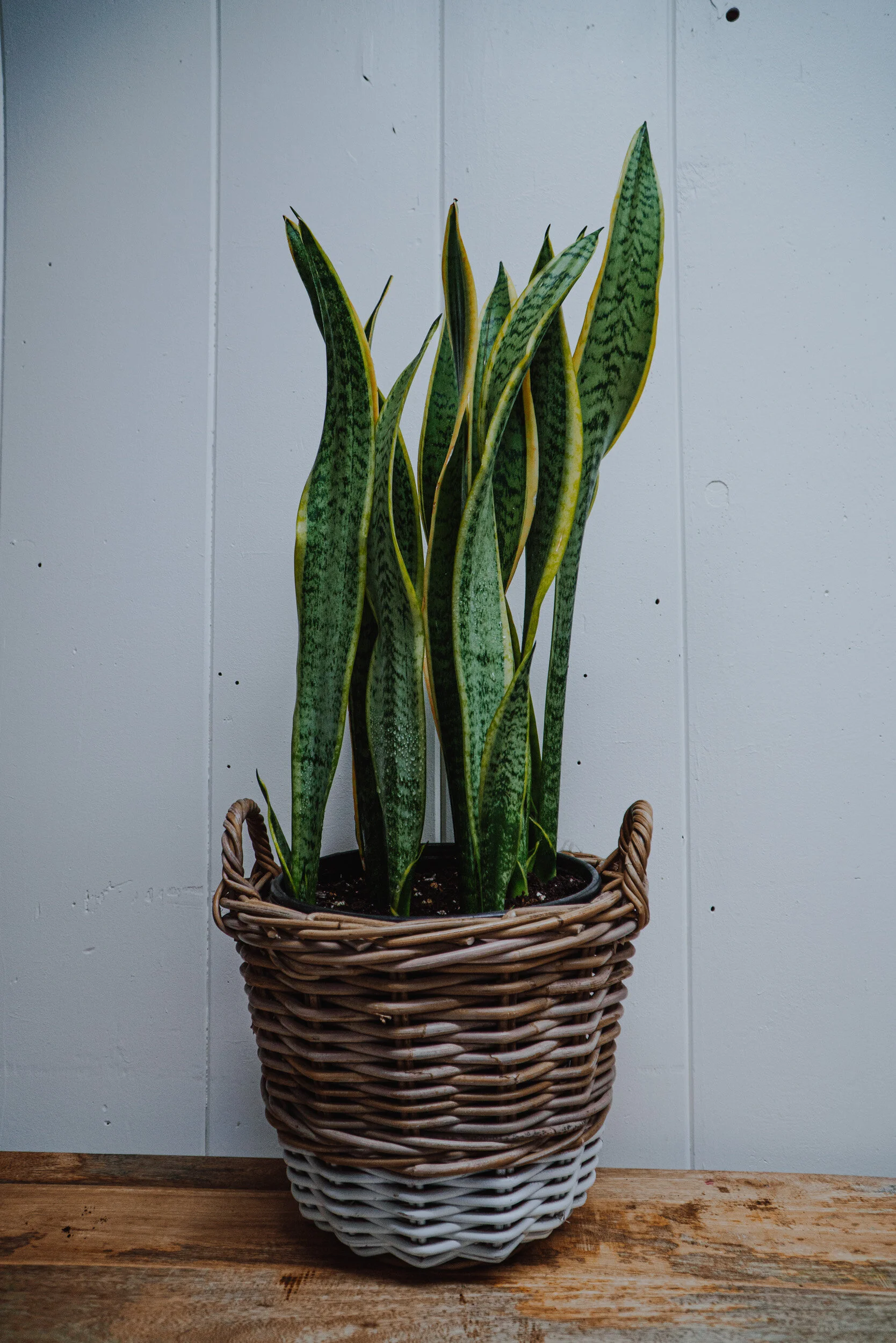 Basket Weaver Lg Snake Plant 